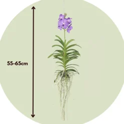 Plant In A Box - Orchidée - vanda 'blue' - hauteur 55-65cm Discount