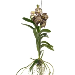 Plant In A Box - Orchidée - vanda 'ocelot mocha' - hauteur 55-65cm Sale
