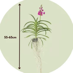 Plant In A Box - Orchidée - vanda 'pink' - hauteur 55-65cm
