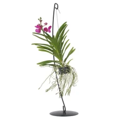 Plant In A Box Orchidées | - Orchidée - vanda 'pink' - hauteur 45-55cm