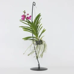 Plant In A Box Orchidées | - Orchidée - vanda 'pink' - hauteur 45-55cm