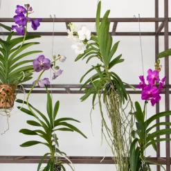 Plant In A Box - Orchidée - vanda 'pink' - hauteur 45-55cm Clearance