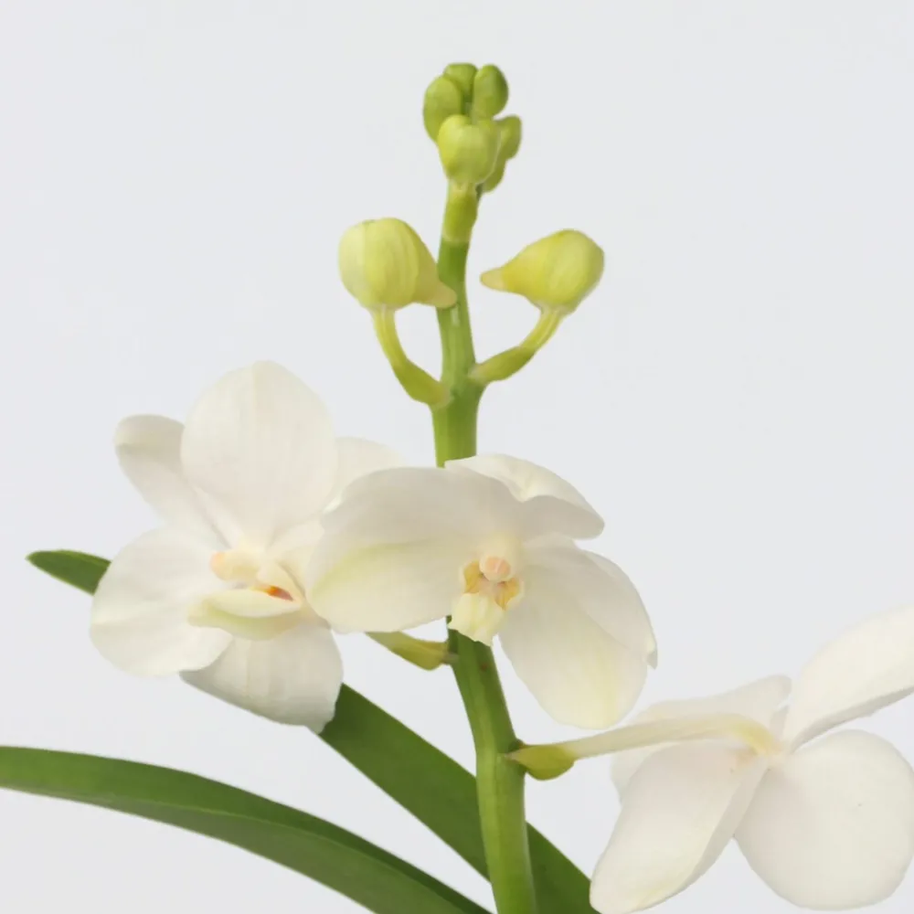 Plant In A Box Orchidées | - Orchidée - vanda 'white' - hauteur 40-50cm - ⌀14cm