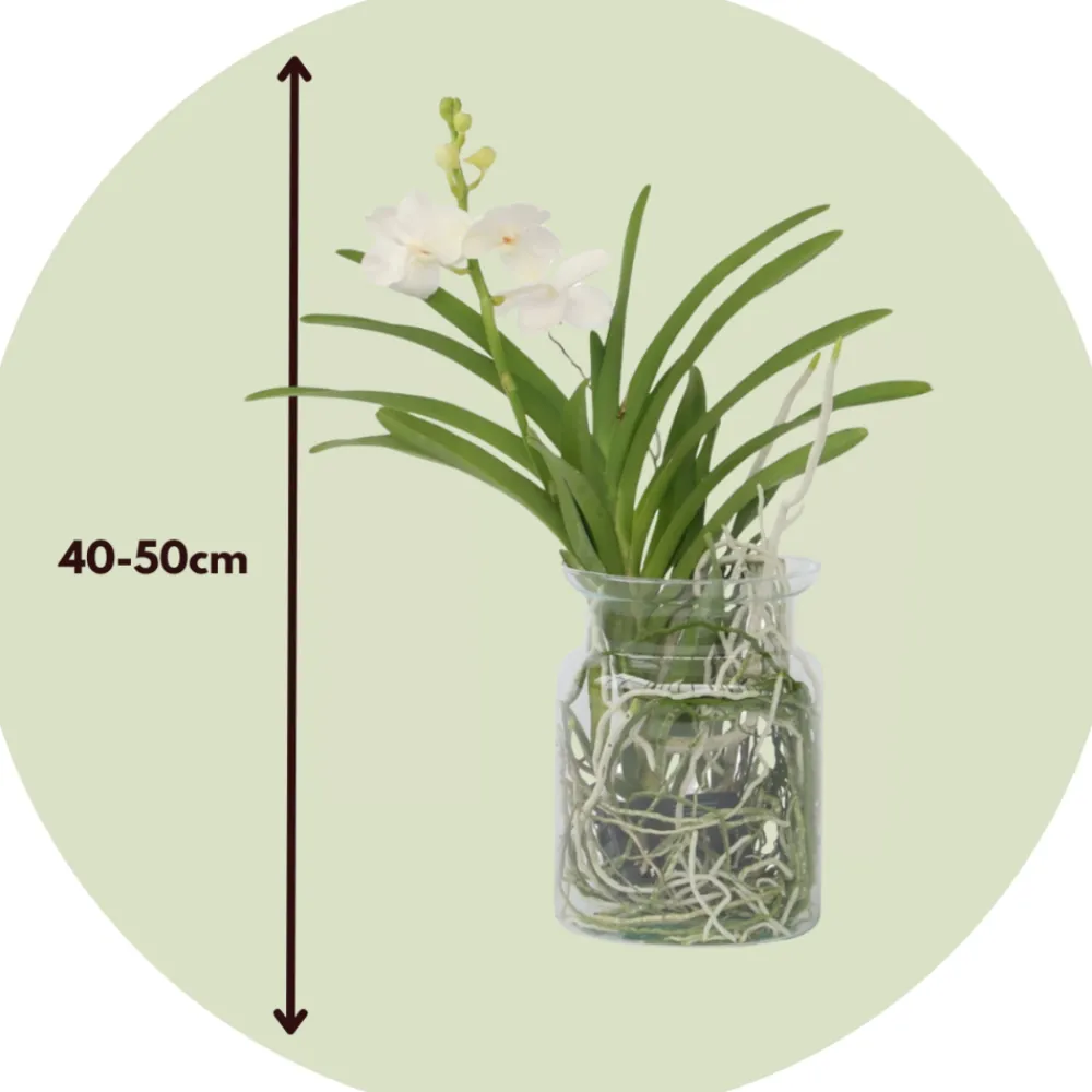 Plant In A Box Orchidées | - Orchidée - vanda 'white' - hauteur 40-50cm - ⌀14cm