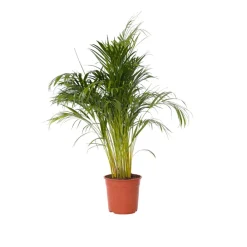 Plant In A Box Plantes Vertes | - Palmier areca - dypsis lutescens - hauteur 140-150cm - ⌀27cm