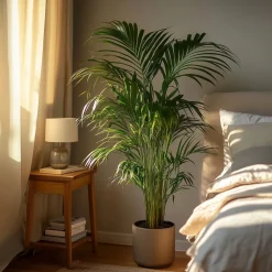 Plant In A Box Plantes Vertes | - Palmier areca - dypsis lutescens - hauteur 140-150cm - ⌀27cm