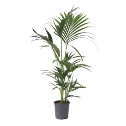 Plant In A Box Plantes Vertes | - Palmier kentia - howea forsteriana - hauteur 90-100cm - ⌀18cm
