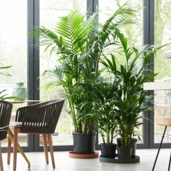 Plant In A Box Plantes Vertes | - Palmier kentia - howea forsteriana - hauteur 90-100cm - ⌀18cm