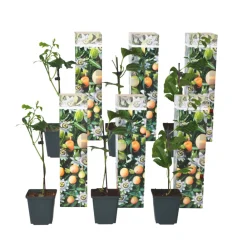 Plant In A Box Fruitiers Et Agrumes | - Passiflore - set de 6 - passiflora edulis 'frederick' - hauteur 25-40cm - ⌀9cm