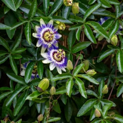 Plant In A Box Fruitiers Et Agrumes | - Passiflore - set de 6 - passiflora edulis 'frederick' - hauteur 25-40cm - ⌀9cm
