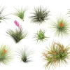 Plant In A Box Plantes Fleuries | - Plante aérienne - set de 12 - tillandsia - hauteur 5-15cm - ⌀5cm