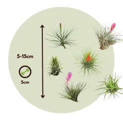 Plant In A Box Plantes Fleuries | - Plante aérienne - set de 12 - tillandsia - hauteur 5-15cm - ⌀5cm