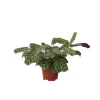 Plant In A Box - Plante dormeuse - ctenanthe 'burle-marxii' - hauteur 30-40cm - ⌀14cm Online