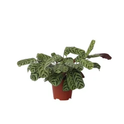 Plant In A Box - Plante dormeuse - ctenanthe 'burle-marxii' - hauteur 30-40cm - ⌀14cm Online