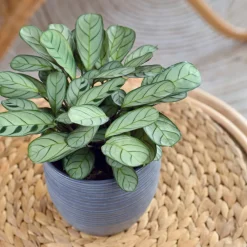 Plant In A Box - Plante dormeuse - ctenanthe 'burle-marxii' - hauteur 30-40cm - ⌀14cm Online