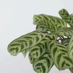 Plant In A Box - Plante dormeuse - ctenanthe 'burle-marxii' - hauteur 30-40cm - ⌀14cm Online