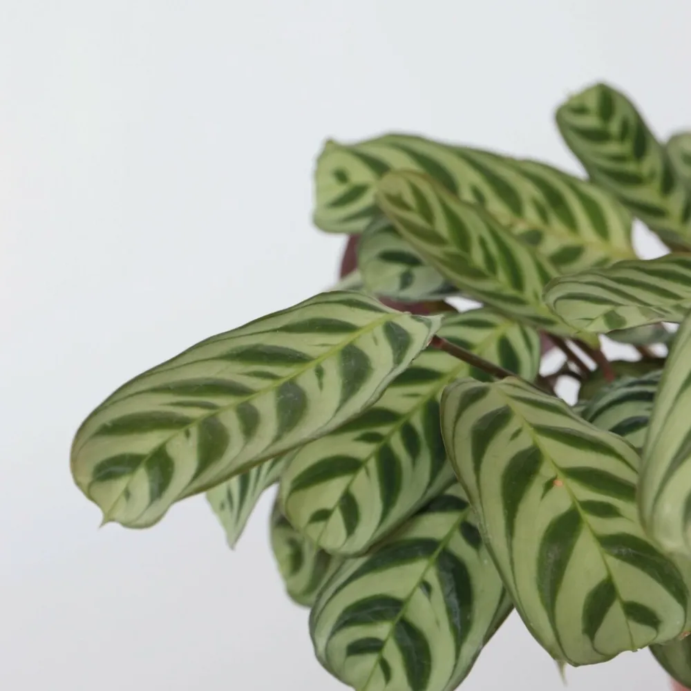 Plant In A Box - Plante dormeuse - ctenanthe 'burle-marxii' - hauteur 30-40cm - ⌀14cm Online