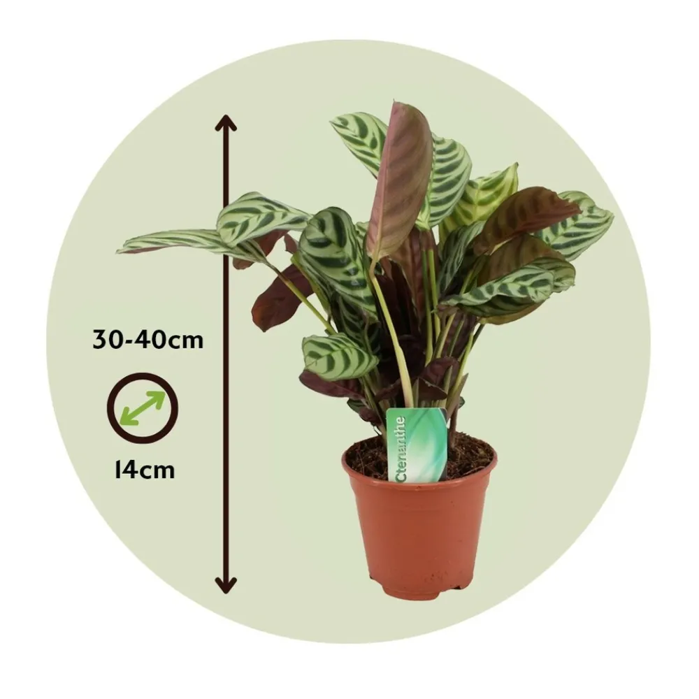 Plant In A Box - Plante dormeuse - ctenanthe 'burle-marxii' - hauteur 30-40cm - ⌀14cm Online