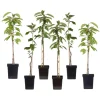 Plant In A Box Fruitiers Et Agrumes | - Pommier - set de 6 - malus - hauteur 60-70cm - ⌀9cm
