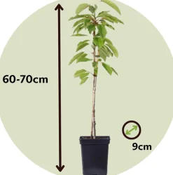 Plant In A Box Fruitiers Et Agrumes | - Pommier - set de 6 - malus - hauteur 60-70cm - ⌀9cm