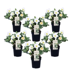 Plant In A Box Fleurs De Saison | - Rose de noël - set de 6 - helleborus niger 'mont blanc' - h20-30cm - ⌀12cm