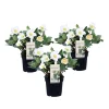Plant In A Box Fleurs De Saison | - Rose de noël - set de 3 - helleborus niger 'mont blanc' - h20-30cm - ⌀12cm