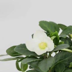 Plant In A Box Fleurs De Saison | - Rose de noël - set de 3 - helleborus niger 'mont blanc' - h20-30cm - ⌀12cm