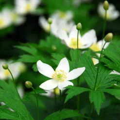 Plant In A Box Fleurs De Saison | - Rose de noël - set de 3 - helleborus niger 'mont blanc' - h20-30cm - ⌀12cm
