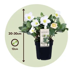 Plant In A Box Fleurs De Saison | - Rose de noël - set de 3 - helleborus niger 'mont blanc' - h20-30cm - ⌀12cm