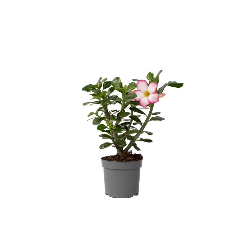 Plant In A Box - Rose du désert - adenium obesum 'pink star' - hauteur 30-45cm - ⌀13cm Best