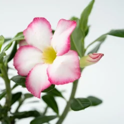 Plant In A Box - Rose du désert - adenium obesum 'pink star' - hauteur 30-45cm - ⌀13cm Best