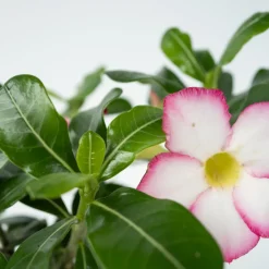 Plant In A Box - Rose du désert - adenium obesum 'pink star' - hauteur 30-45cm - ⌀13cm Best