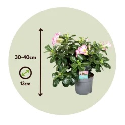 Plant In A Box - Rose du désert - adenium obesum 'pink star' - hauteur 30-45cm - ⌀13cm Best