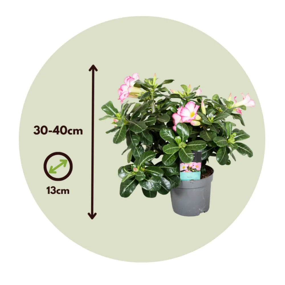 Plant In A Box - Rose du désert - adenium obesum 'pink star' - hauteur 30-45cm - ⌀13cm Best
