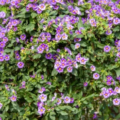 Plant In A Box Fleurs De Saison | - Solanum - set de 6 - lycianthes rantonnetii - hauteur 25-40cm - ⌀9cm