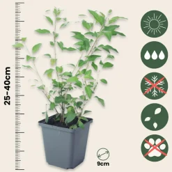 Plant In A Box Fleurs De Saison | - Solanum - set de 6 - lycianthes rantonnetii - hauteur 25-40cm - ⌀9cm