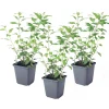 Plant In A Box Fleurs De Saison | - Solanum - set de 3 - lycianthes rantonnetii - hauteur 25-40cm - ⌀9cm