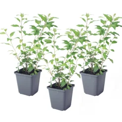 Plant In A Box Fleurs De Saison | - Solanum - set de 3 - lycianthes rantonnetii - hauteur 25-40cm - ⌀9cm
