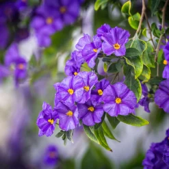 Plant In A Box Fleurs De Saison | - Solanum - set de 3 - lycianthes rantonnetii - hauteur 25-40cm - ⌀9cm