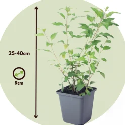 Plant In A Box Fleurs De Saison | - Solanum - set de 3 - lycianthes rantonnetii - hauteur 25-40cm - ⌀9cm