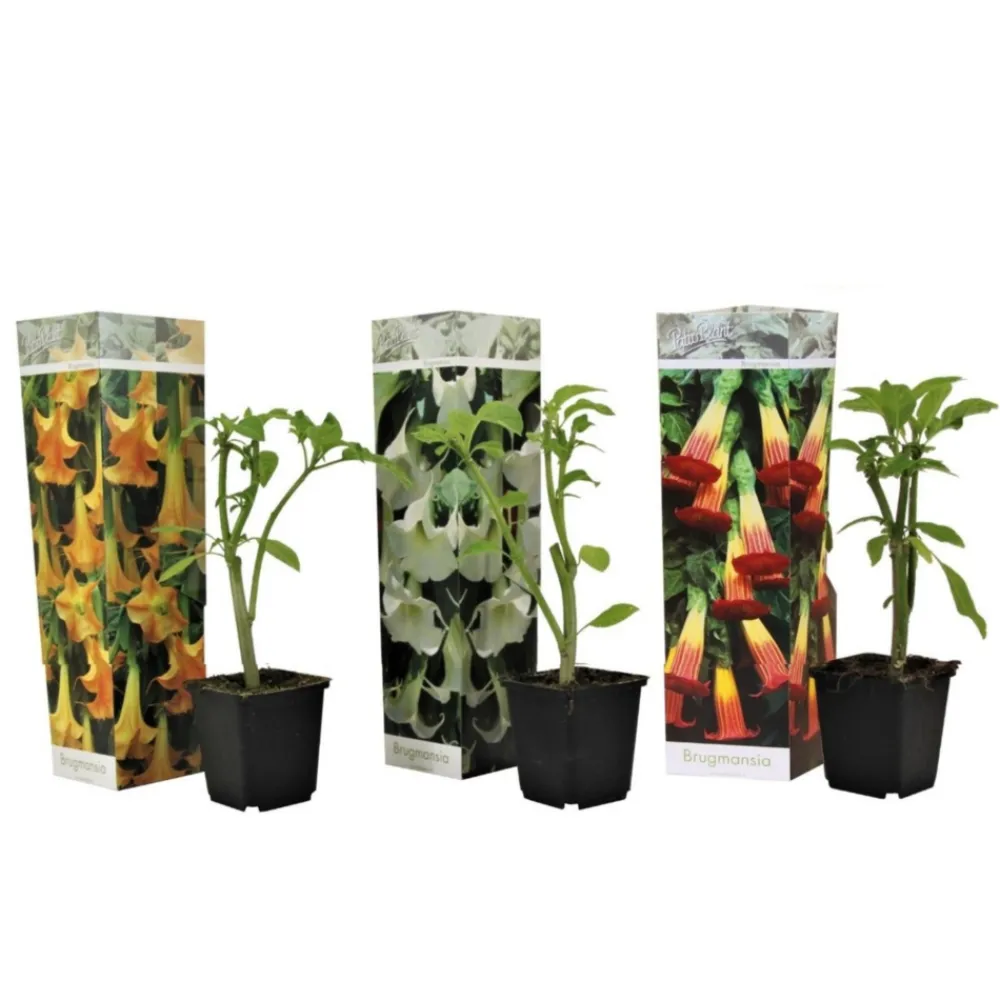 Plant In A Box Fleurs De Saison | - Trompette des anges - set de 3 - brugmansia - hauteur 25-40cm - ⌀9cm