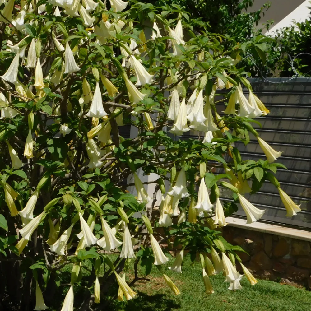 Plant In A Box Fleurs De Saison | - Trompette des anges - set de 3 - brugmansia - hauteur 25-40cm - ⌀9cm