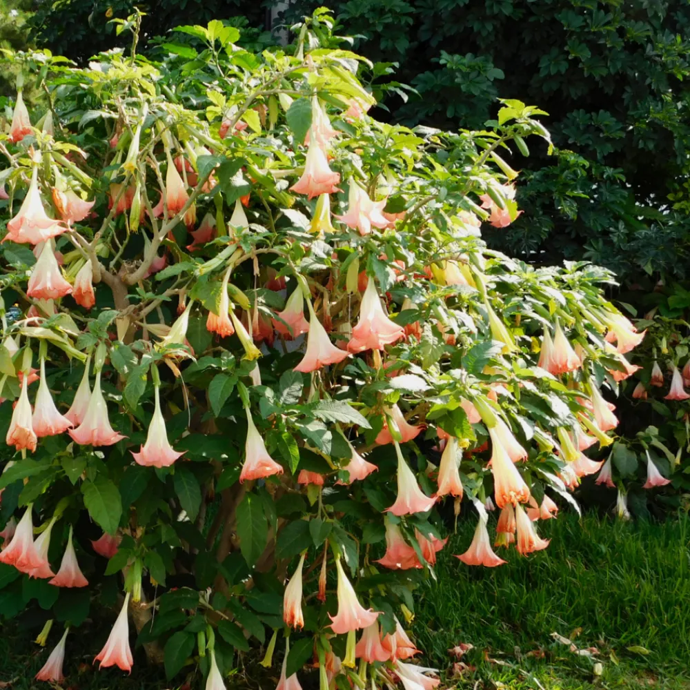 Plant In A Box Fleurs De Saison | - Trompette des anges - set de 3 - brugmansia - hauteur 25-40cm - ⌀9cm