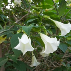 Plant In A Box Fleurs De Saison | - Trompette des anges - set de 3 - brugmansia - hauteur 25-40cm - ⌀9cm