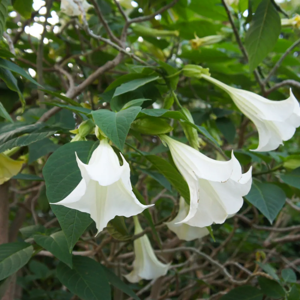 Plant In A Box Fleurs De Saison | - Trompette des anges - set de 3 - brugmansia - hauteur 25-40cm - ⌀9cm