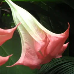 Plant In A Box Fleurs De Saison | - Trompette des anges - set de 3 - brugmansia - hauteur 25-40cm - ⌀9cm