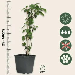 Plant In A Box Fleurs De Saison | - Trompette des anges - set de 3 - brugmansia - hauteur 25-40cm - ⌀9cm
