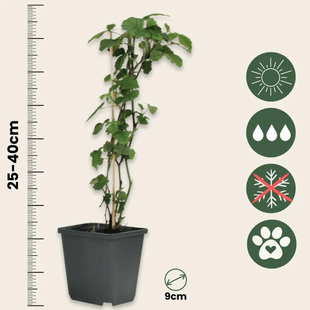 Plant In A Box Fleurs De Saison | - Trompette des anges - set de 3 - brugmansia - hauteur 25-40cm - ⌀9cm