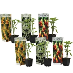 Plant In A Box Fleurs De Saison | - Trompette des anges - set de 6 - brugmansia - hauteur 25-40cm - ⌀9cm