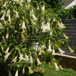 Plant In A Box Fleurs De Saison | - Trompette des anges - set de 6 - brugmansia - hauteur 25-40cm - ⌀9cm